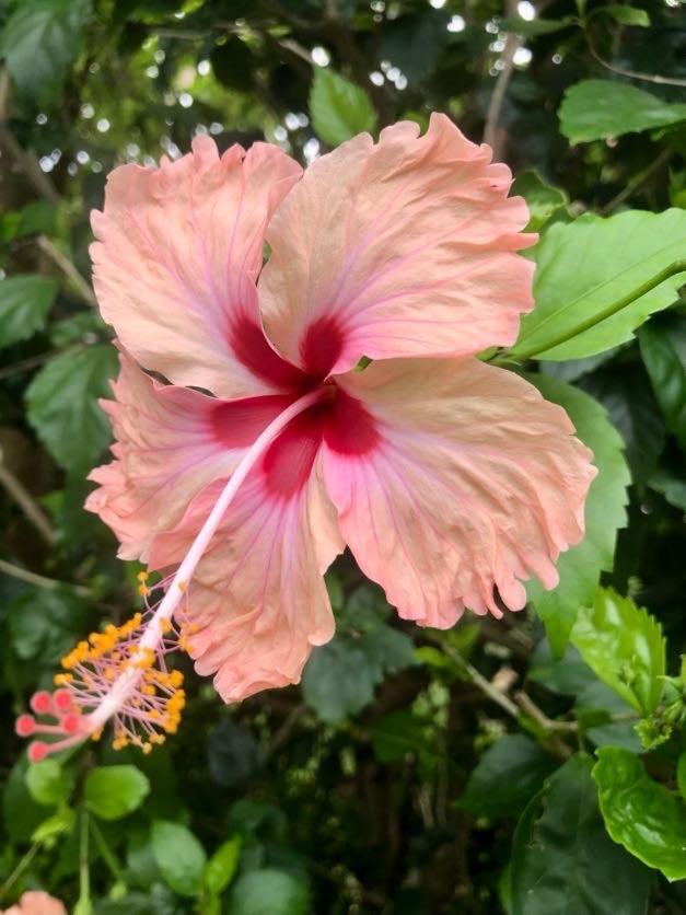 Villa Florentine - Saint Francois - Guadeloupe エクステリア 写真