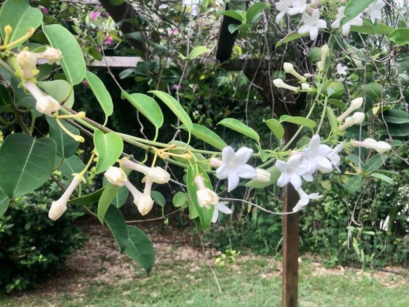 Villa Florentine - Saint Francois - Guadeloupe エクステリア 写真